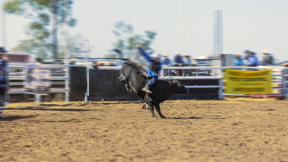 Fly Control in Bull Stables